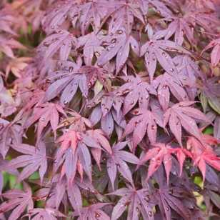 Клен веерный Шайна